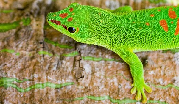 生物多样性国际日 | 联合国