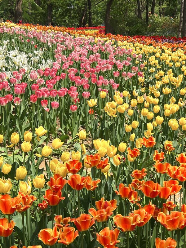 看了郁金香花海🌷- 使用iPhone 13 Pro Max with Nomo Raw R5 Auto 拍摄- ps. Google Photos 魔术橡皮擦真 的 很 好 用看了郁金香花海🌷- 使用iPhone 13 Pro Max with Nomo Raw R5 Auto 拍摄- ps. Google Photos 魔术橡皮擦真 的 很 好 用