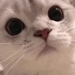 Video Sticker