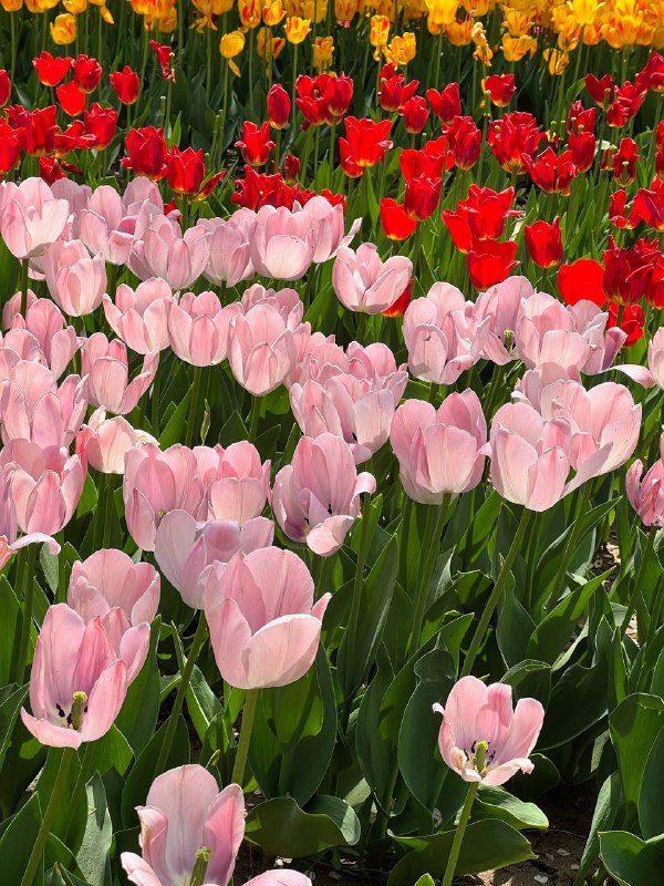 看了郁金香花海🌷- 使用iPhone 13 Pro Max with Nomo Raw R5 Auto 拍摄- ps. Google Photos 魔术橡皮擦真 的 很 好 用看了郁金香花海🌷- 使用iPhone 13 Pro Max with Nomo Raw R5 Auto 拍摄- ps. Google Photos 魔术橡皮擦真 的 很 好 用