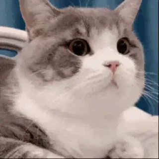 Video Sticker