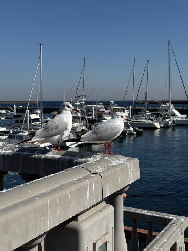 去码头整点薯条