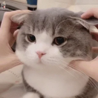 Video Sticker